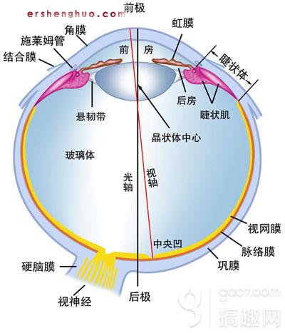 人的眼睛结构