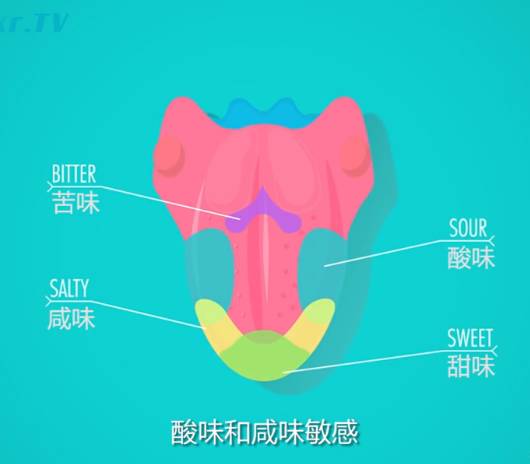 谁知道舌头的味觉分布区域