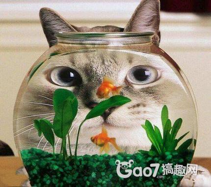 一只猫吃鱼吃1条鱼需要5分钟 wKgKxlOS5L2AYrxiAACQcfkBe58281.jpg?w=430&h=381