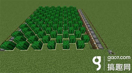 我的世界仙人掌农场有什么技巧极限的收割速度 Minecraft我的世界专区 搞趣网 我的世界仙人掌农场有什么技巧极限的收割速度 Minecraft我的世界专区 搞趣网